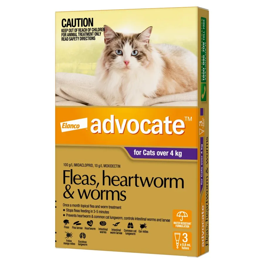 Advocate Cat Large Purple