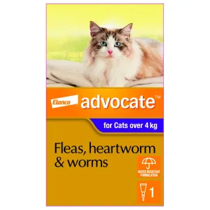Advocate Cat Large Purple