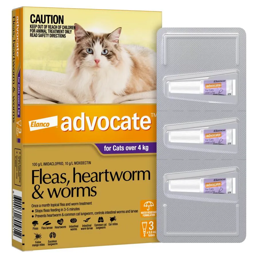 Advocate Cat Large Purple