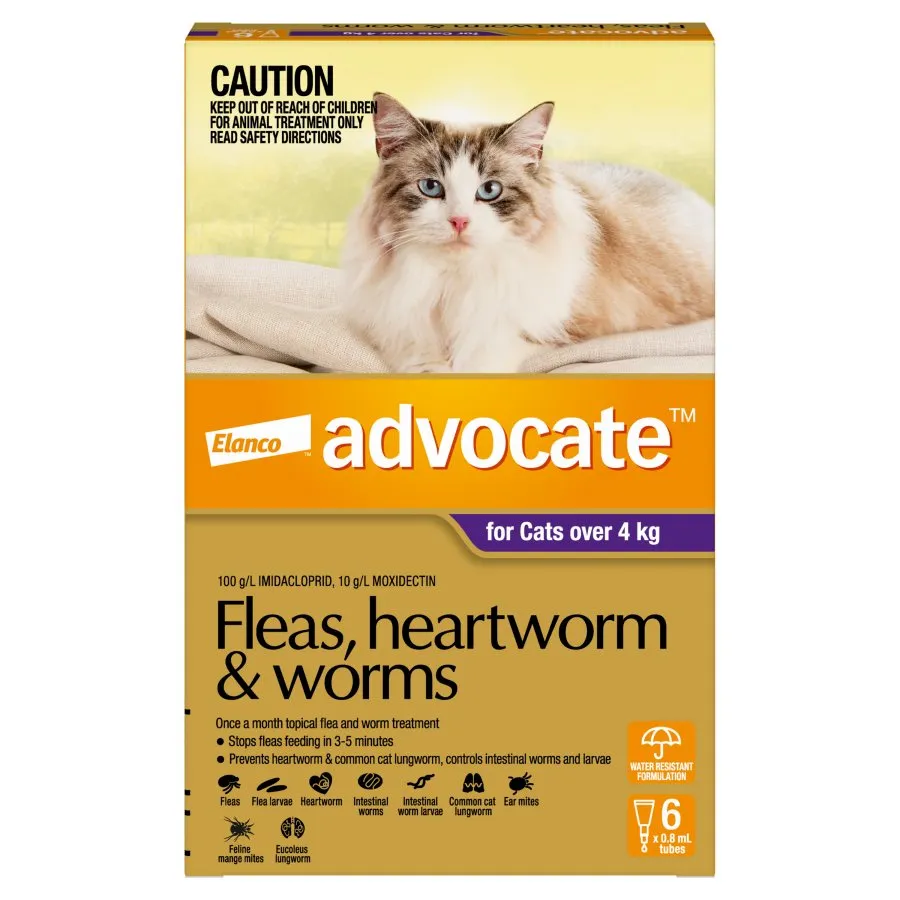 Advocate Cat Large Purple